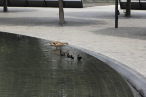IMG_7289 IMG_7289